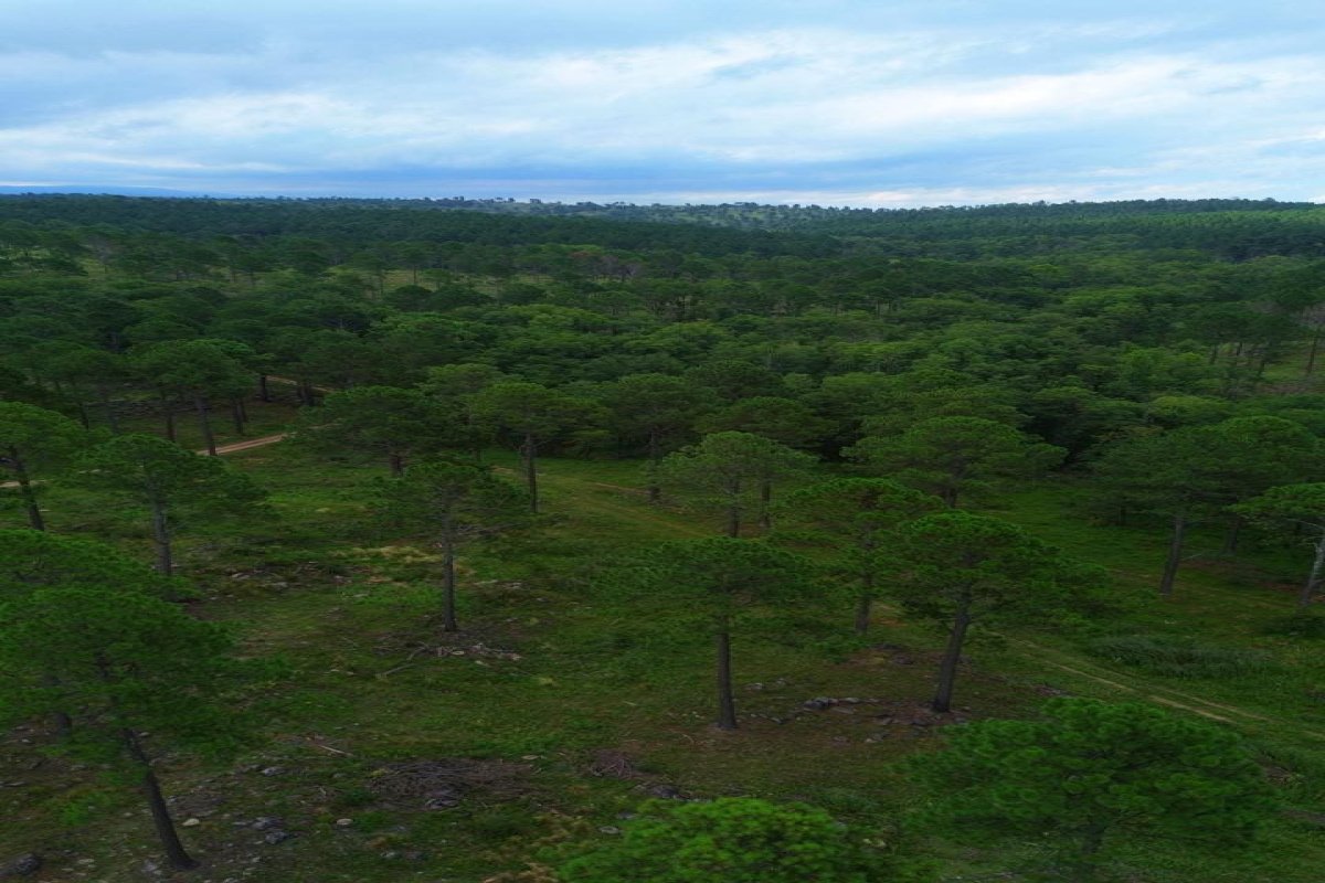 Campo 110 has, Potrero Garay, Córdoba, 0 , 0 ,0,Campo,VENTA,Campo 110 has, Potrero Garay, Córdoba,0,1006