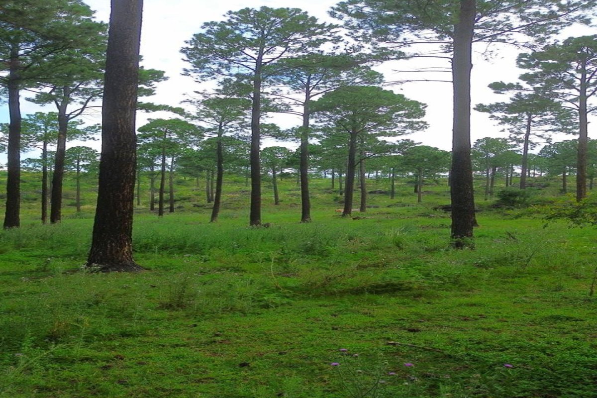 Campo 110 has, Potrero Garay, Córdoba, 0 , 0 ,0,Campo,VENTA,Campo 110 has, Potrero Garay, Córdoba,0,1006