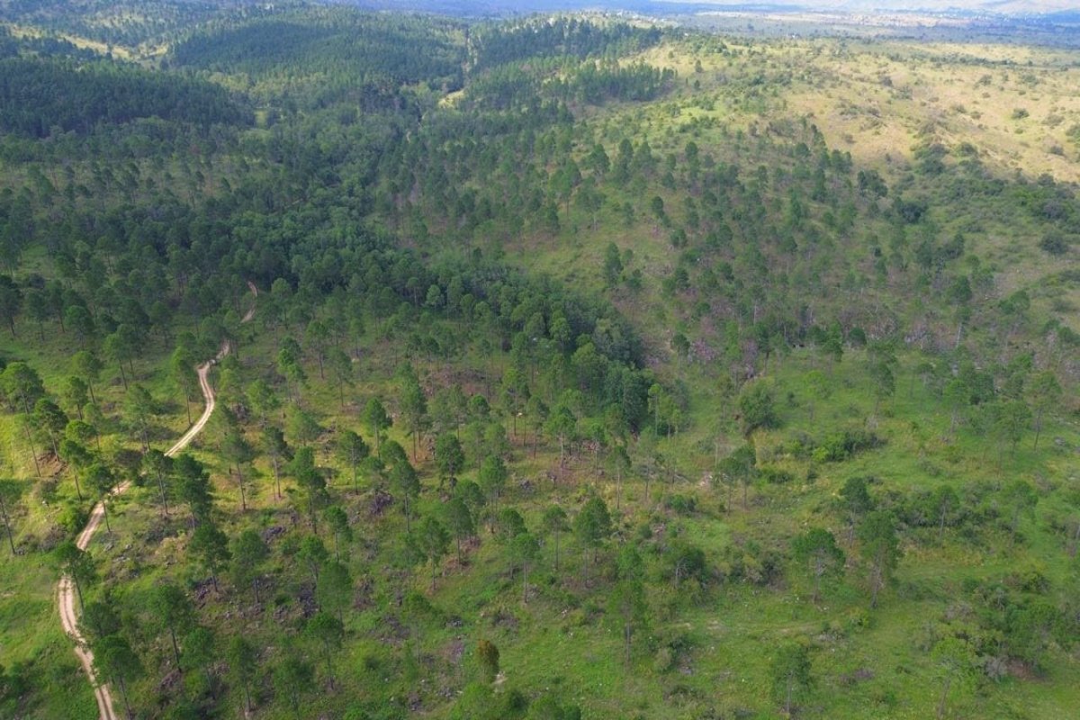 Campo 110 has, Potrero Garay, Córdoba, 0 , 0 ,0,Campo,VENTA,Campo 110 has, Potrero Garay, Córdoba,0,1006