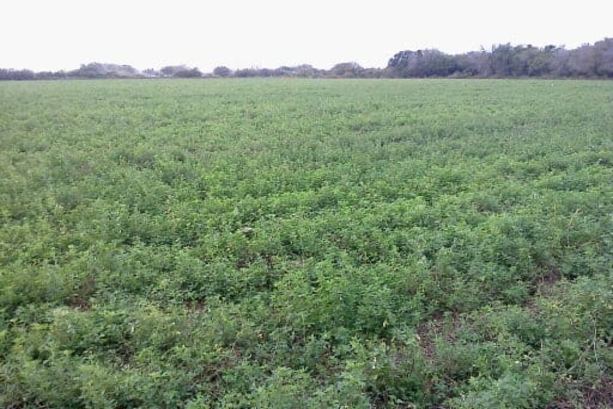 Campo 82 has, Media Naranja, Cruz Eje, Córdoba, 0 , 0 ,0,Campo,VENTA,Campo 82 has, Media Naranja, Cruz Eje, Córdoba,0,1007